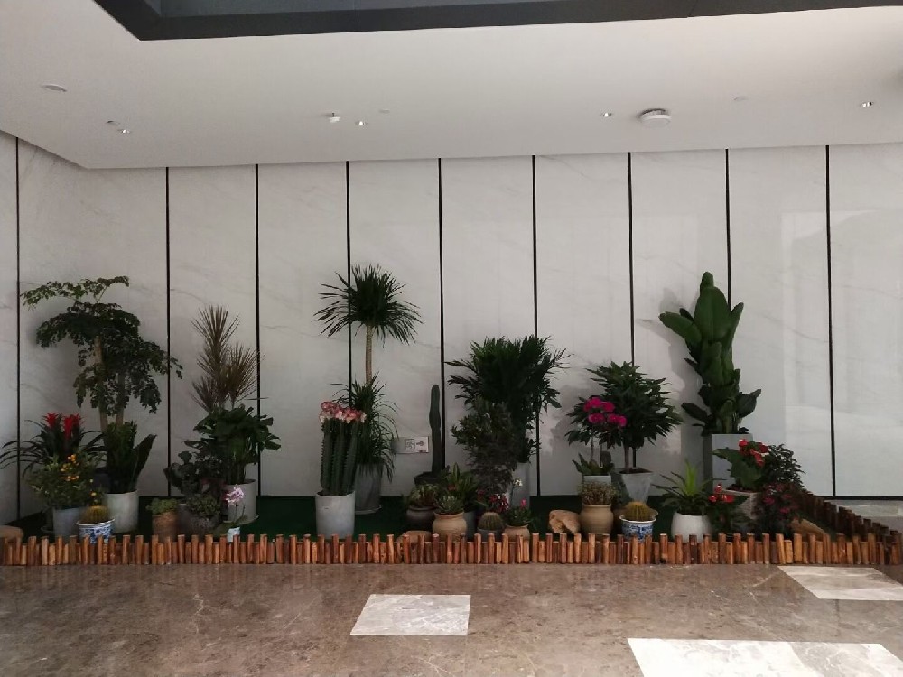 辦公室綠植租賃費(fèi)用到底高不高？常見(jiàn)綠植的種類(lèi)有哪些？